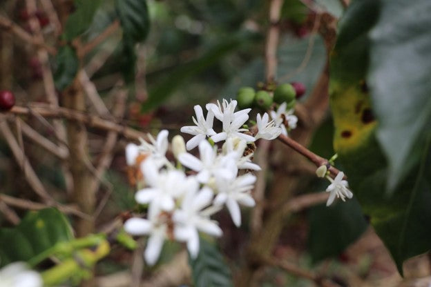 Colombia Ticuna Pink Bourbon