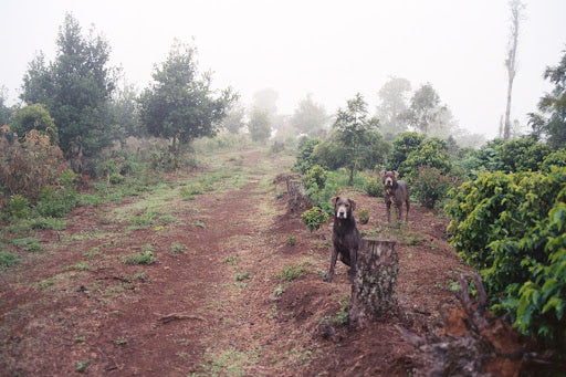 Nicaragua Los Papales