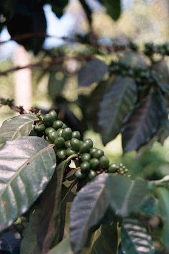 Nicaragua Los Papales