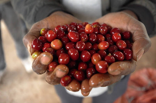 Ethiopia Dale